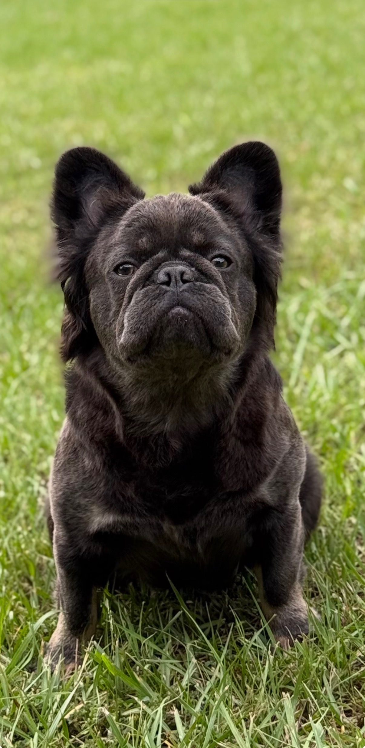 Fluffy Frenchie